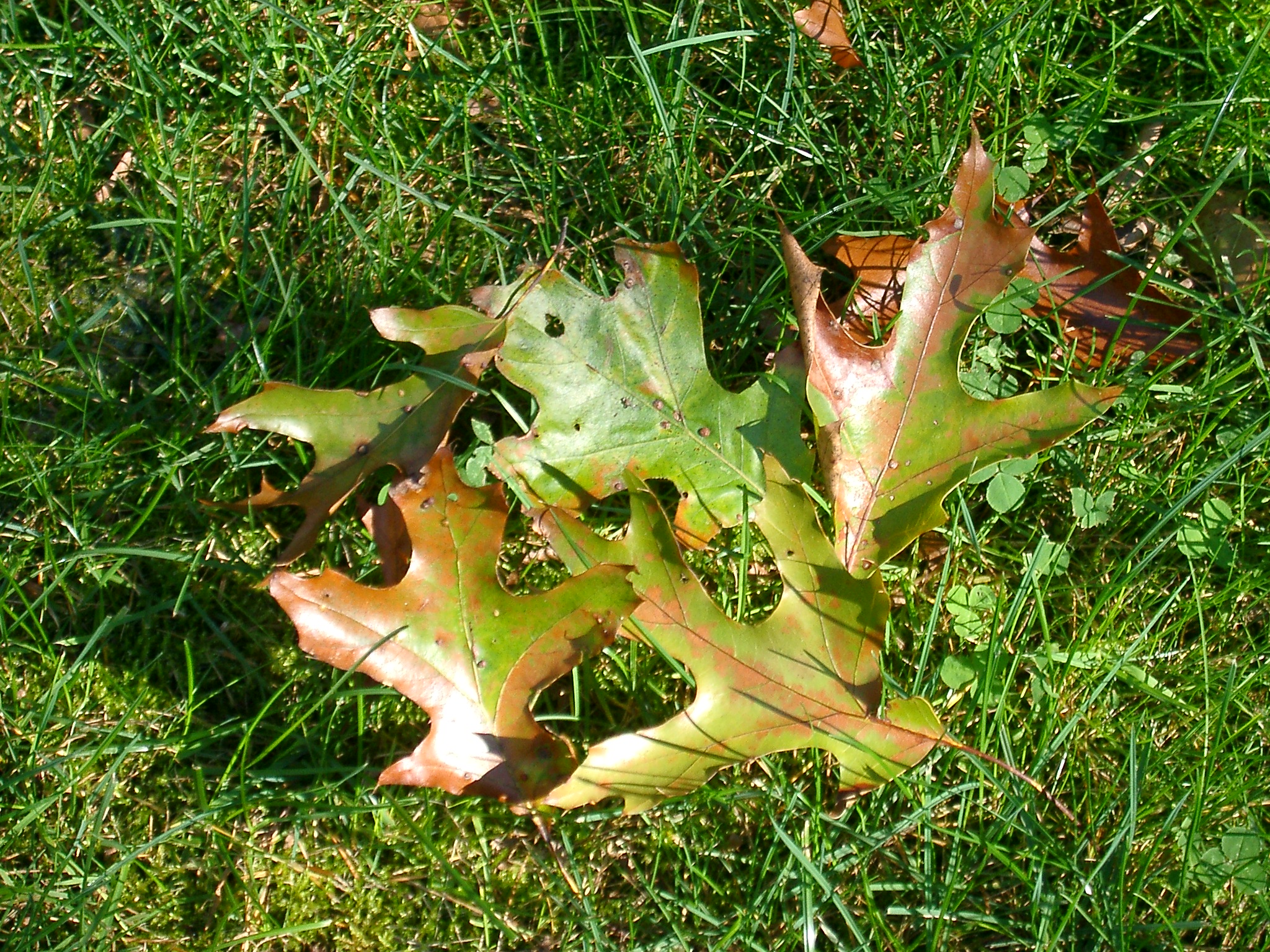 Oak wilt in red oak